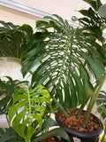 Monstera Plant