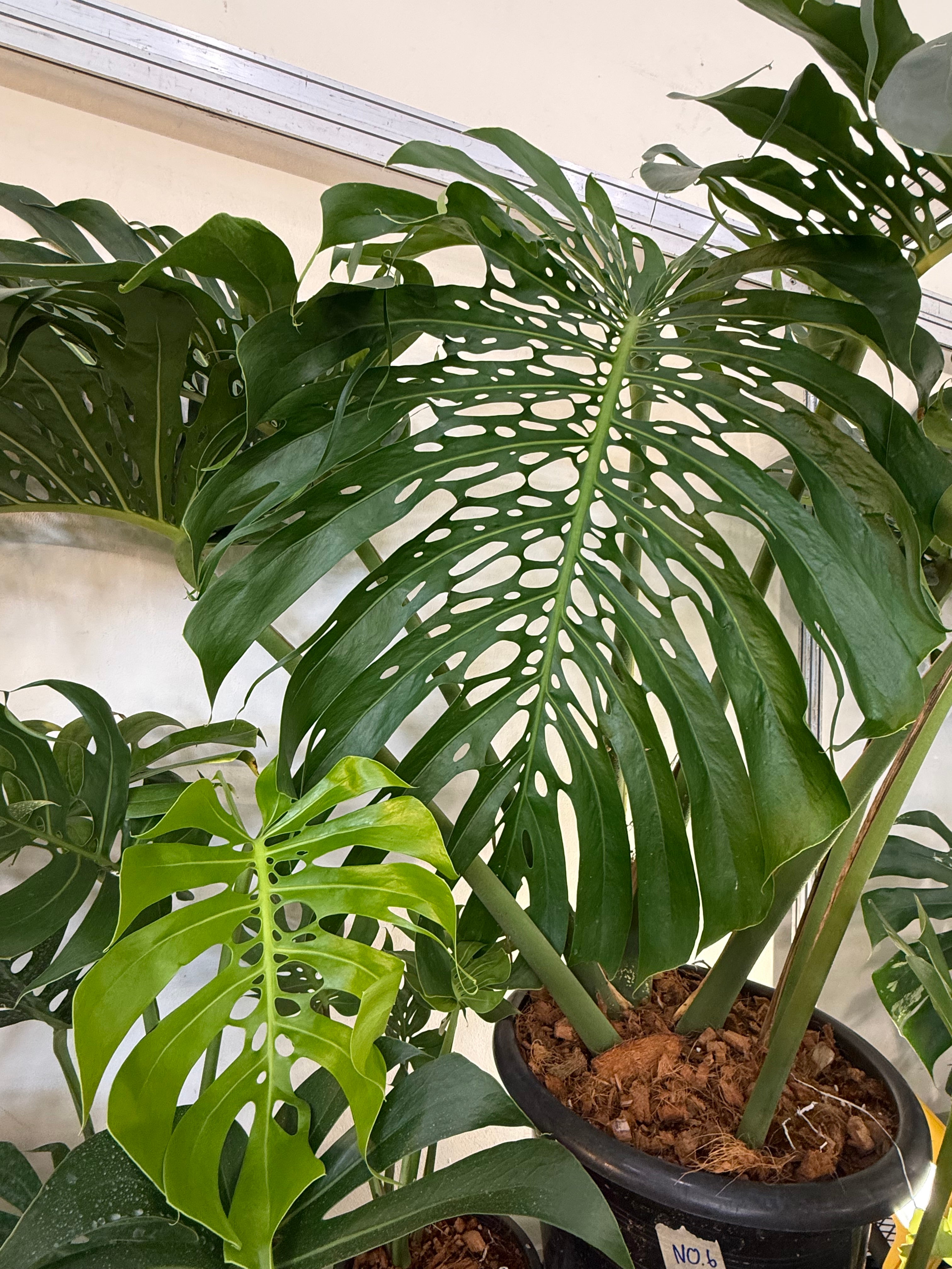 Monstera Plant