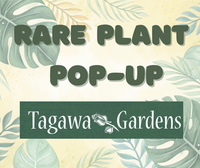 Rare Plant Pop-Up at Tagawa